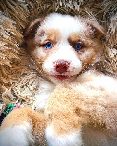 Chiot Bleue Merle